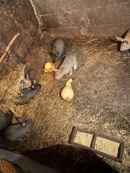 Coelhos caseiros