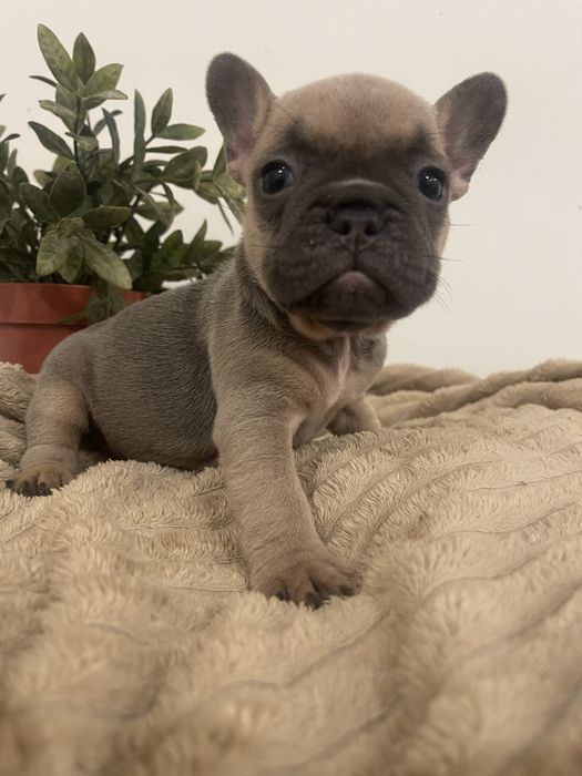 Filhote de Bulldog Francês - Blue Fawn