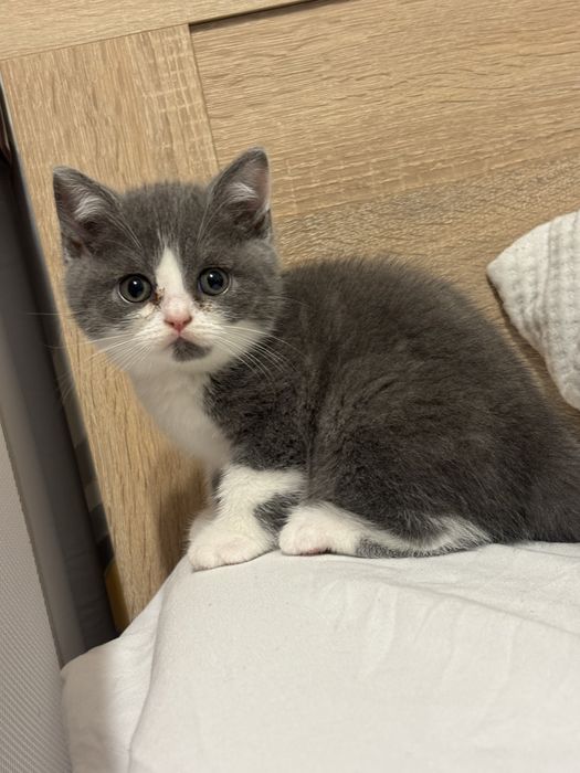 Kocia Idylla * PL  Kotka brytyjska kocie krotkowlosa bicolor