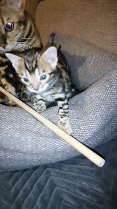 Продам кошеня кицька кішка котик