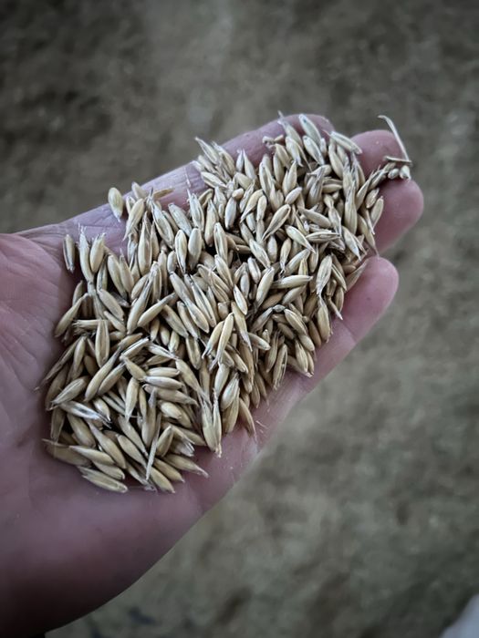 Owies paszowy dla zwierząt