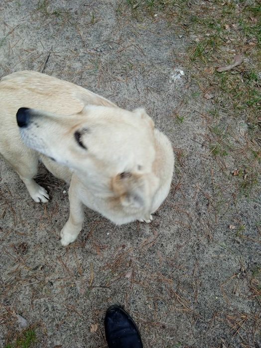 ЗНАЙДЕНА собака дівчинка