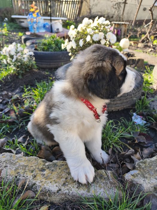 Продам песика 1міс