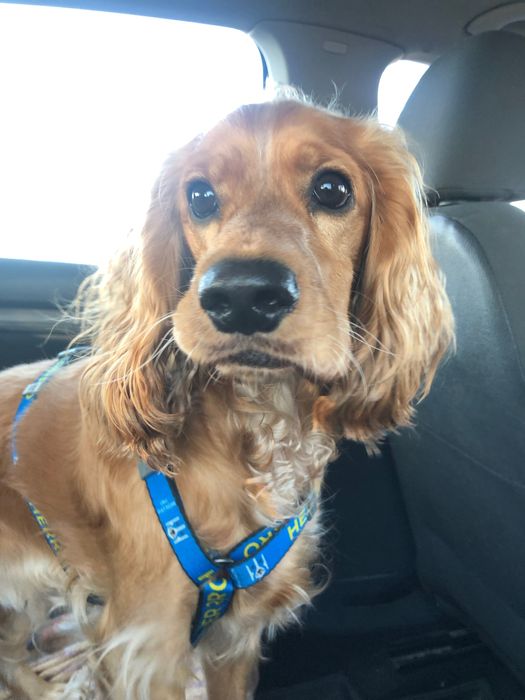 Мальчик Английский кокер спаниель ищет девочку