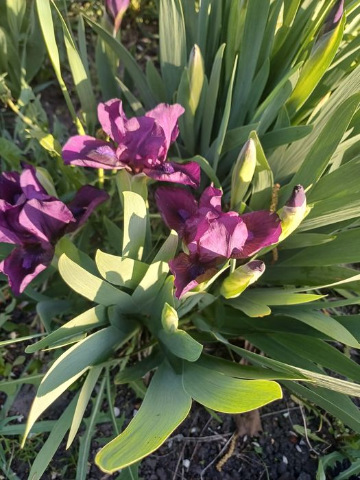 Карликовий  ірис