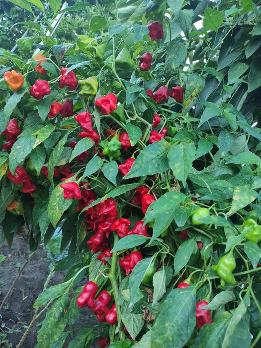 Malaguetas sininho Cambuci