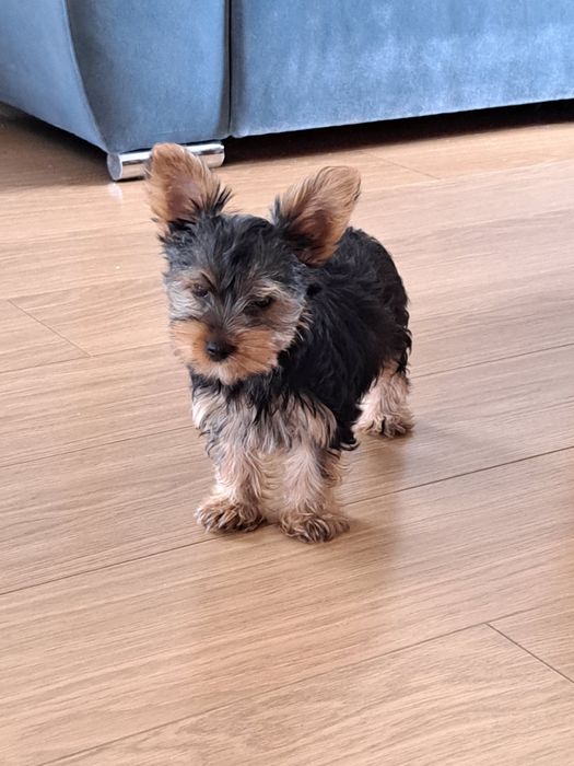 York  Yorkshire terrier  piesek
