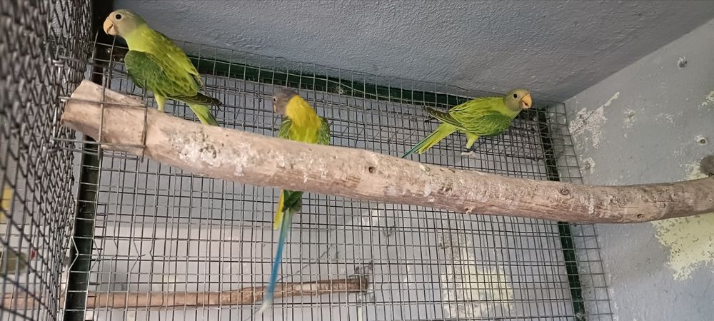 cabeças ameixa opalinos 2026 casal
