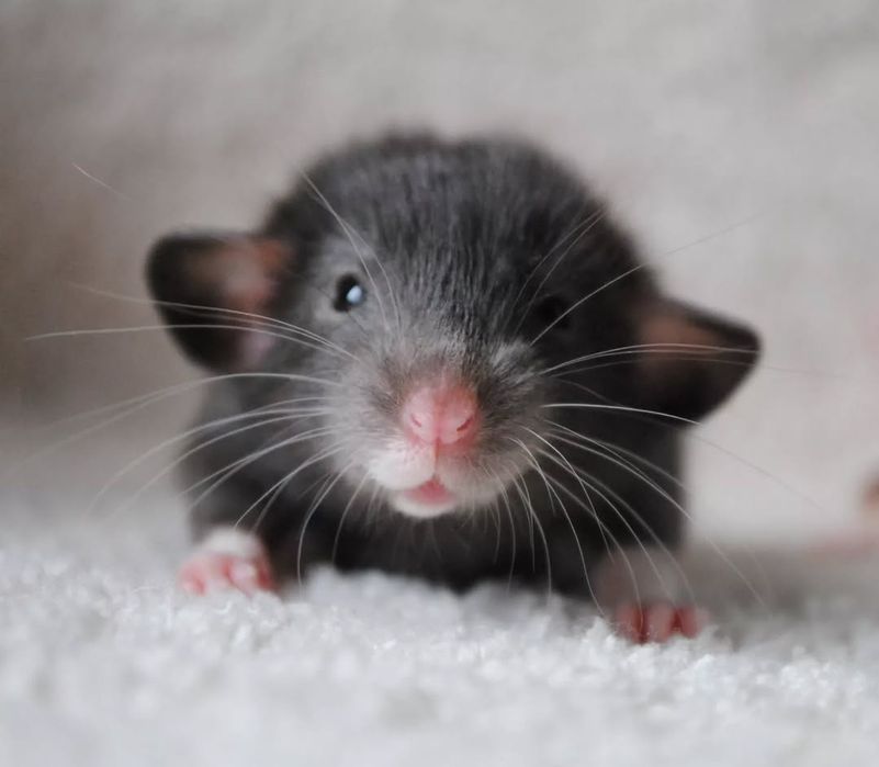 Крысенок дамбо. Пацючок. Щур. Крысята. Рекс
