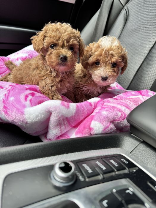 Міні хлопчикт мальтипу