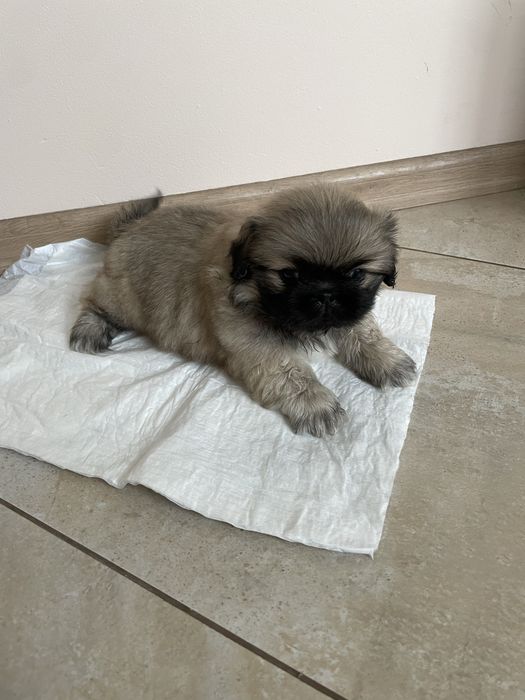 Королівські пекінесики