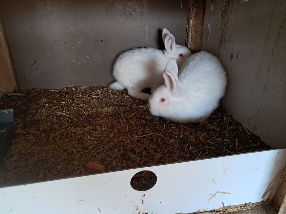 Sprzedam króliki rasy NB