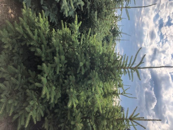 Choinka świąteczna