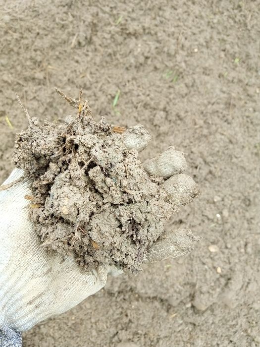 Ziemia z obornikiem kompost pod warzywa ogródka obornik bydlęcy