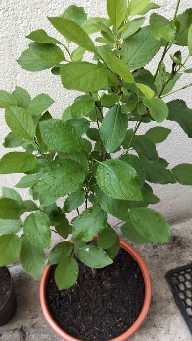 Ameixoeira em vaso