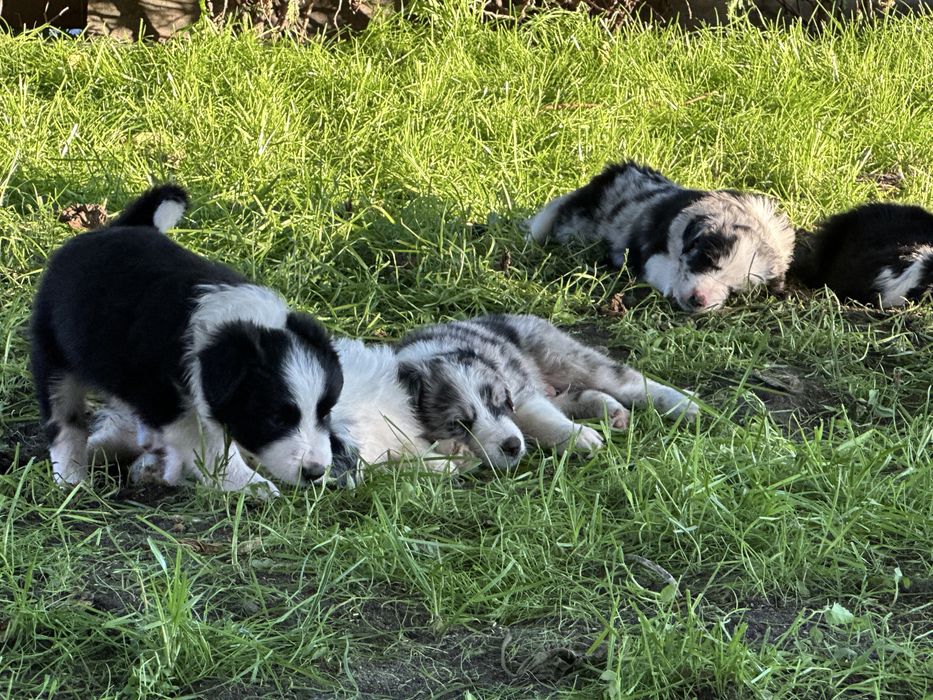 Suczka  Border collie z rodowodem