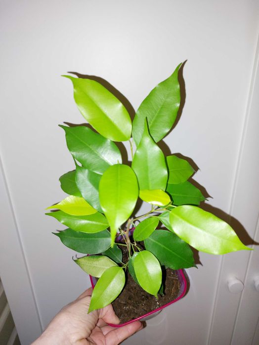 Фікус Бенджаміна неон