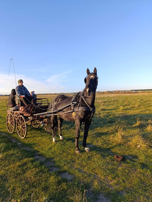 Sprzedam karą klacz