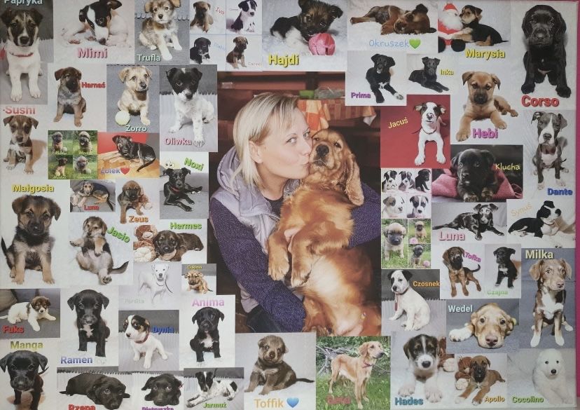 Domowy hotel dla psów