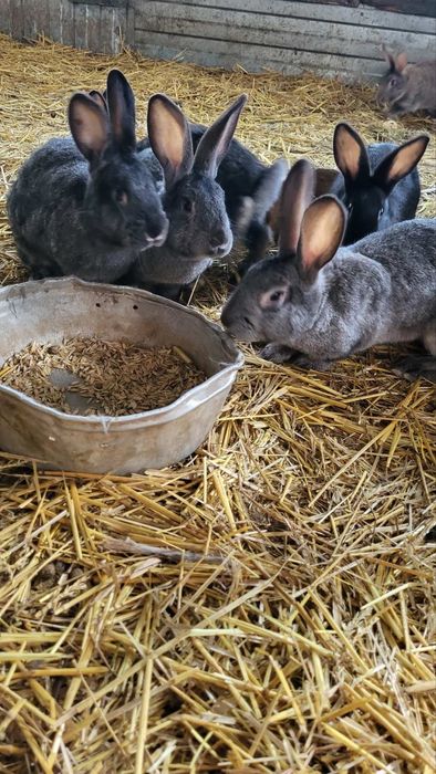 Продам кролів (різні)