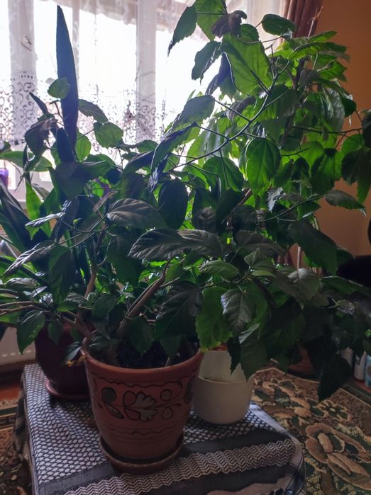 Гібіскус, китайська роза