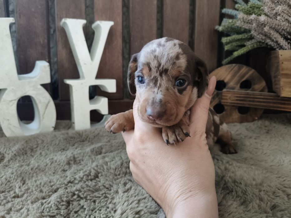 Teckel miniatura macho