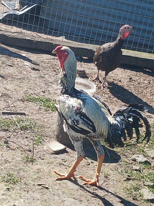 Ovos indios gigantes