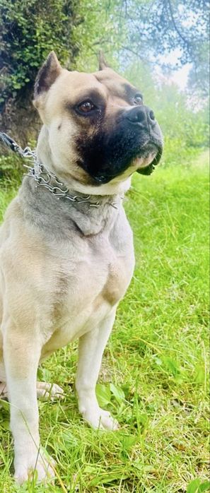 Вязка American м. Стафф Вязка Собака