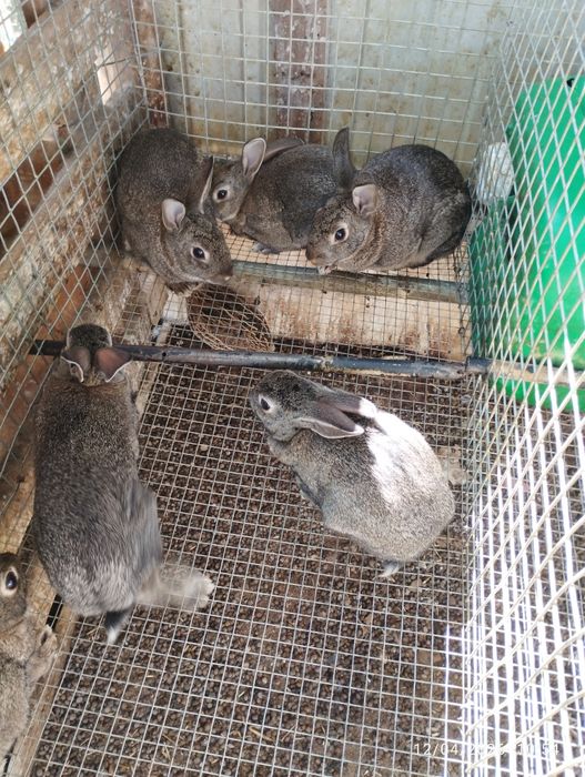 Coelhos com 2 a 4 meses, uns cinzentos e outros pretos.