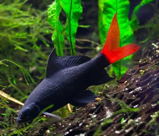 Labeo bicolor | Epalzeorchynchos bicolor