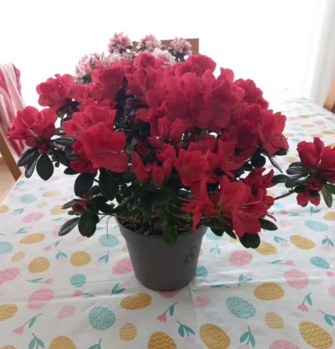 Planta Azaleia vermelha