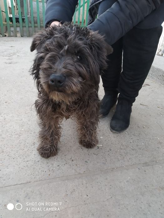 Цвергшнауцер , в'язка