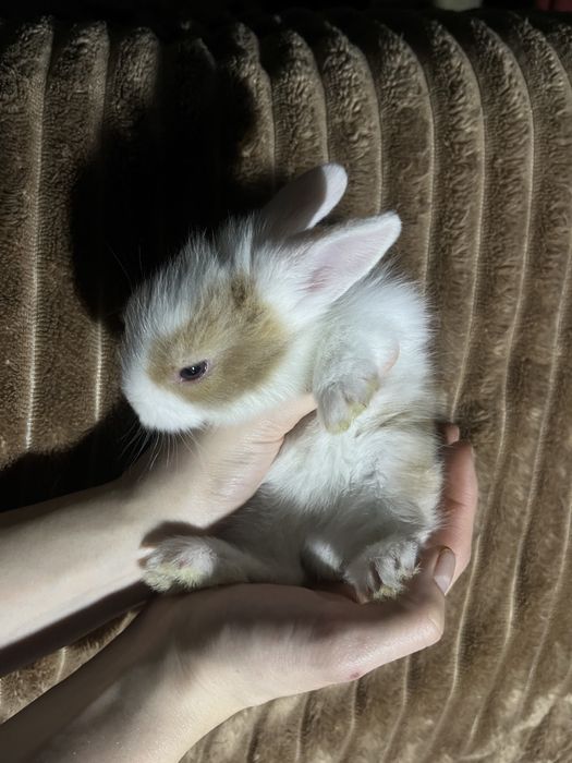 Продам дуже красивих карликових кроликів
