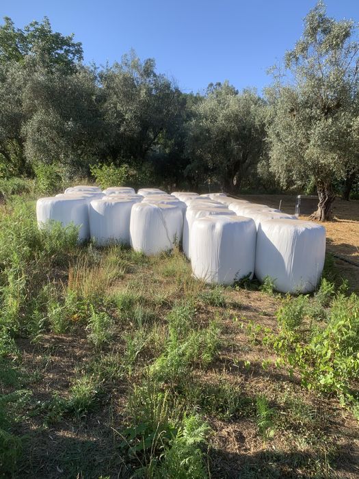 Fardos de feno-silagem