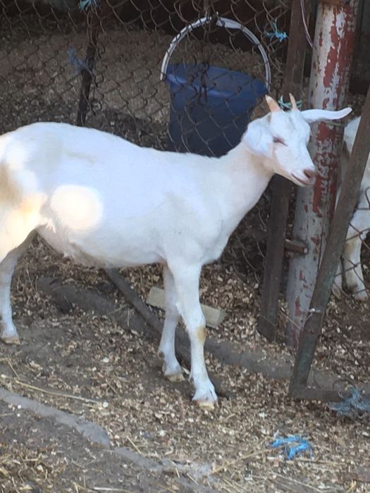 Козочкии козлята