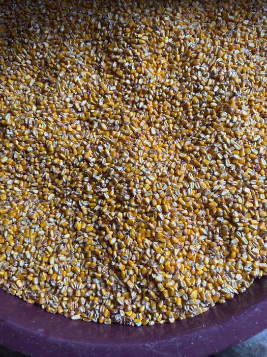 Milho médio caseiro