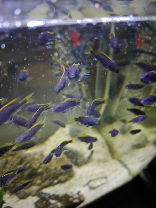 Pyszczaki pseudotropheus Acei