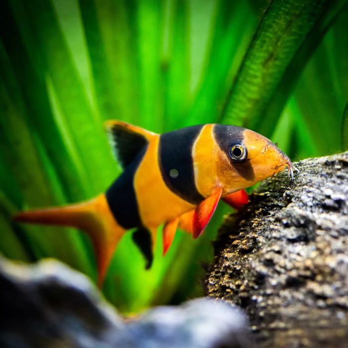 Bocja wspaniała na slimaki