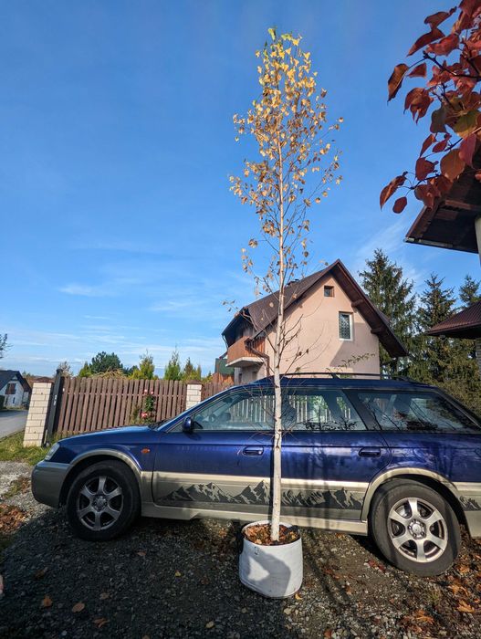 Brzoza 3 m wysokości -doniczka