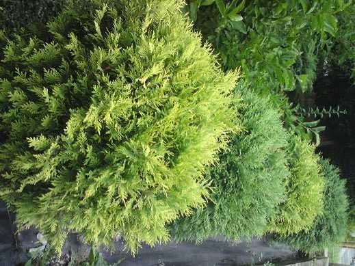 THUJA TUJA Globosa Kula Kulista sadzonka na żywopłot