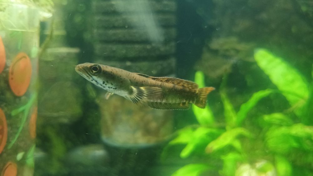 Channa pulchra młode
