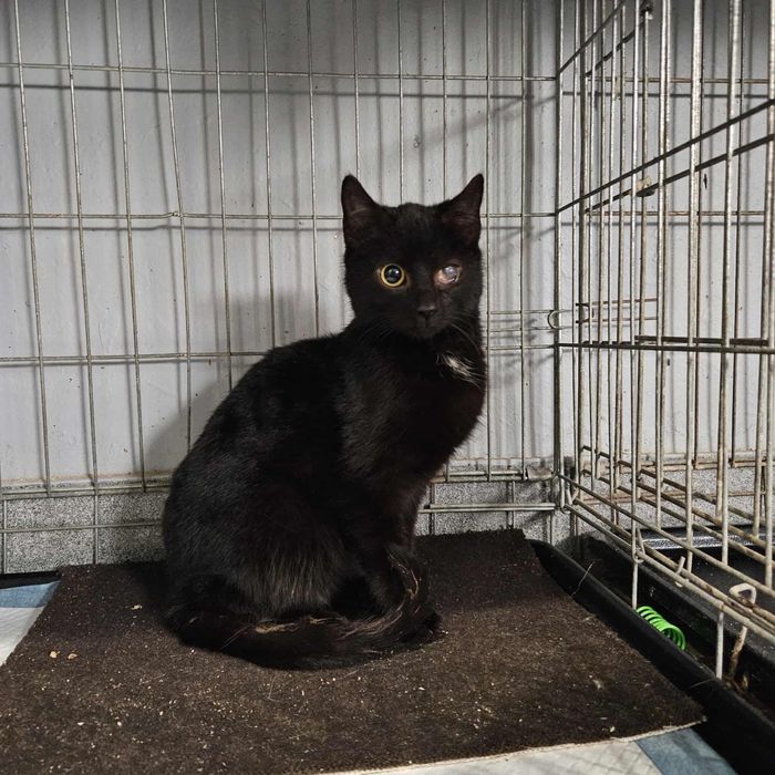 Piekne mlode kotki szukaja domu