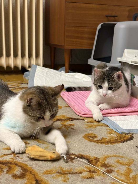 Piękne kotki do pokochania