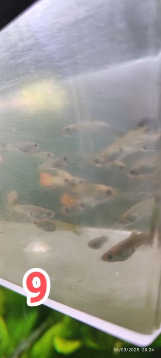 Plantas / Peixes aquario