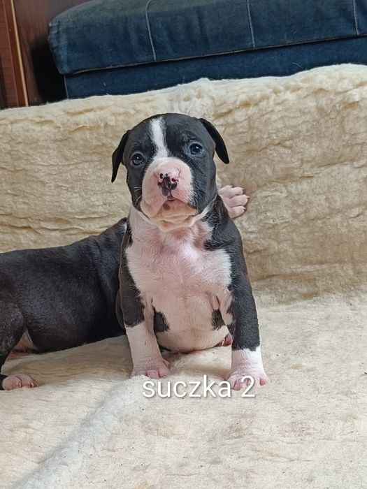 America staffordshire terrier suczka 2