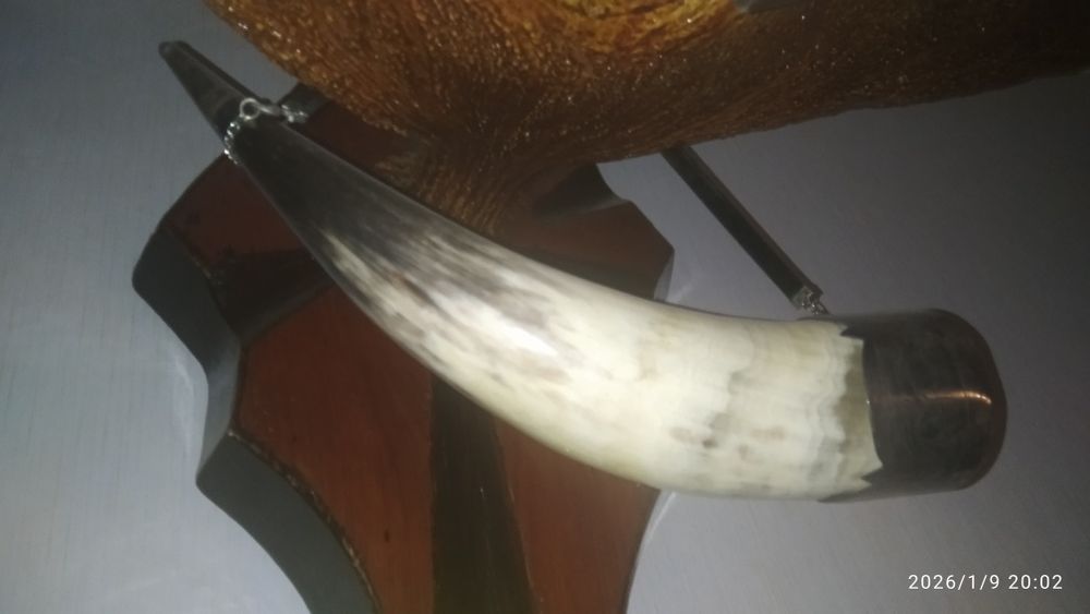 Рог буйвола в окантовке