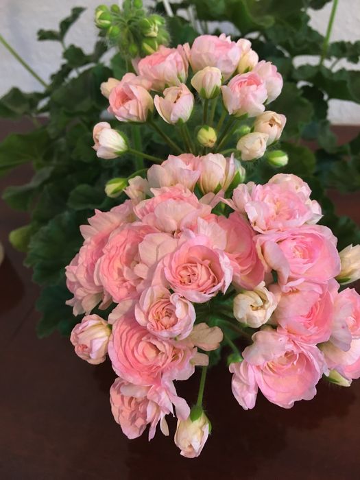 Пеларгонія ТА Емануель