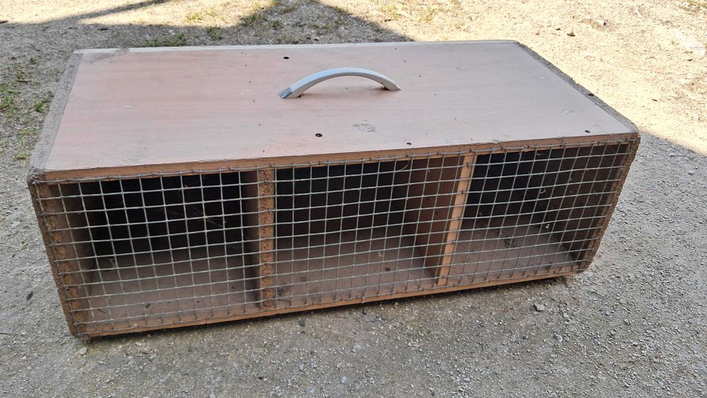 Ring necks para ceder