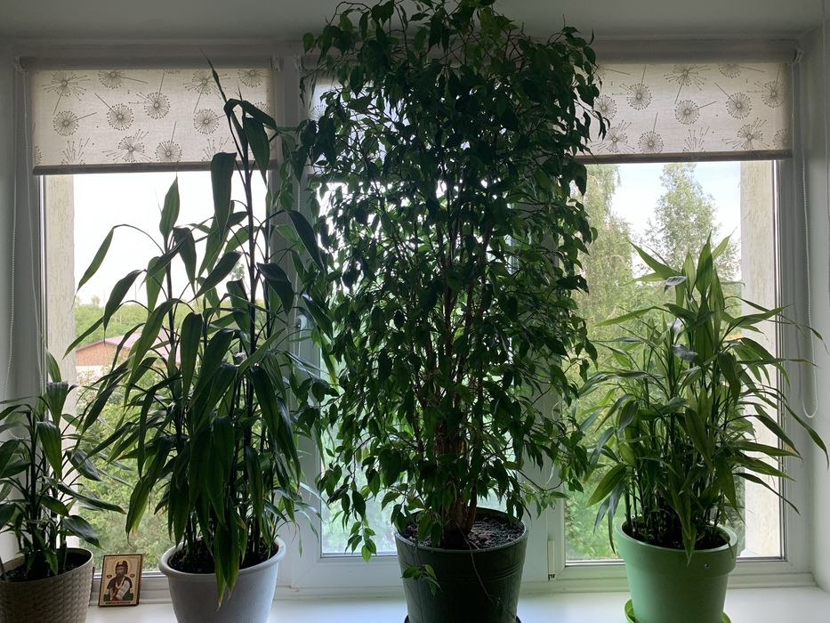 Паростки фікуса Бенджаміна