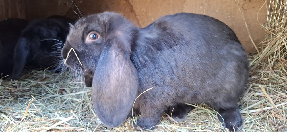 Baran Frncuski    ...